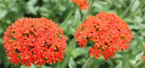 The Growth Habit of Lychnis