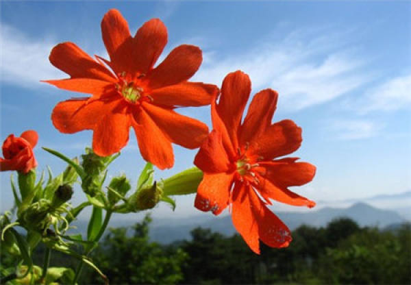 The Growth Habit of Lychnis