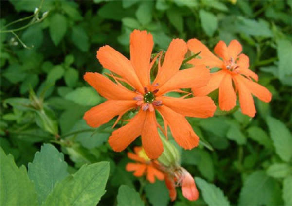 Matters needing attention in the cultivation of Lychnis