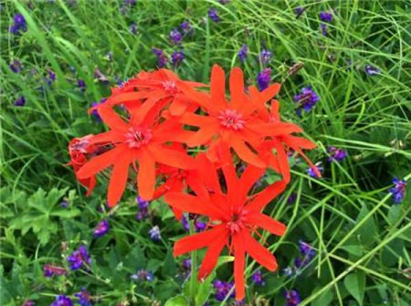 Control of Flowering Period of Lychnis japonica — — Sowing