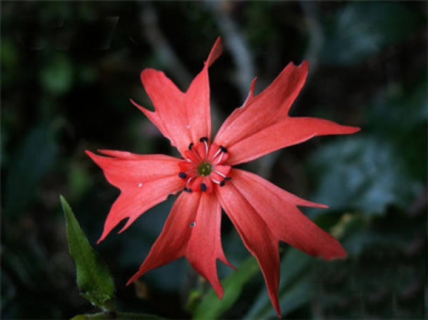 Flowering Control of Lychnis: Pruning