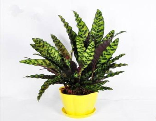 Leaf spot of Maranta arundinacea