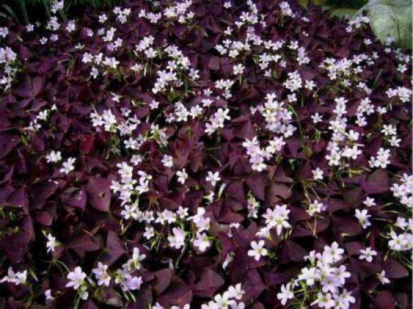 Propagation method of purple leaf oxalis