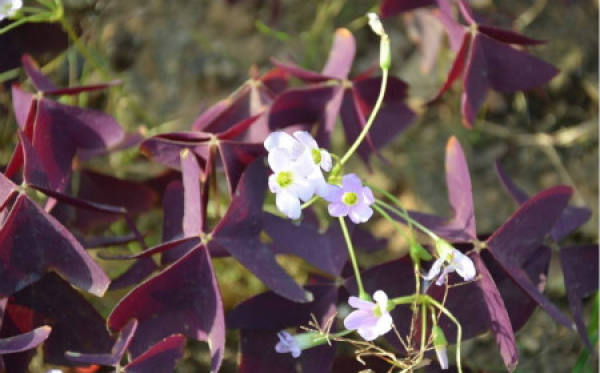 Points for Attention in Propagation of Oxalis purpurea