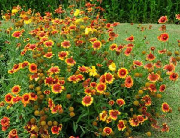 Precautions for Gaillardia reproduction