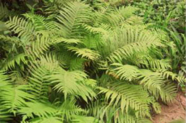 Propagation method of leguminous fern