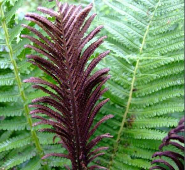 Points for Attention in Propagation of Fern