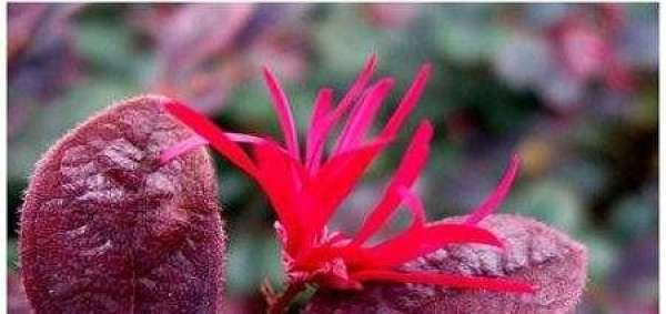 Characteristics of Carthamus tinctorius