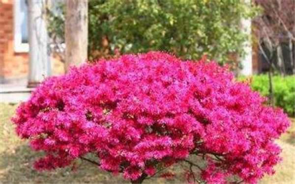 Characteristics of Carthamus tinctorius
