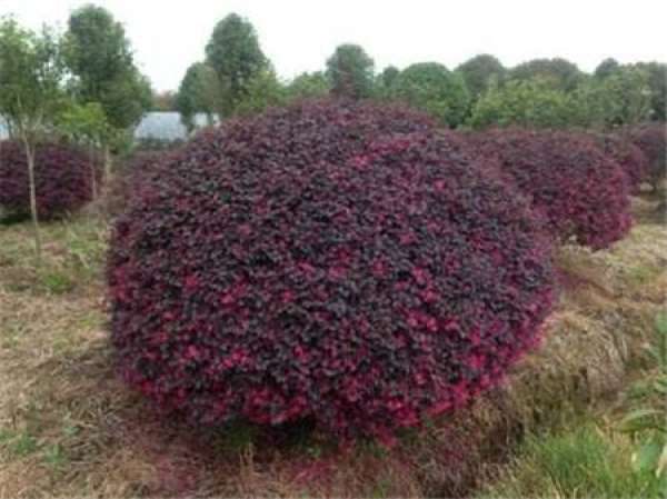 characteristics of redflower stepwood