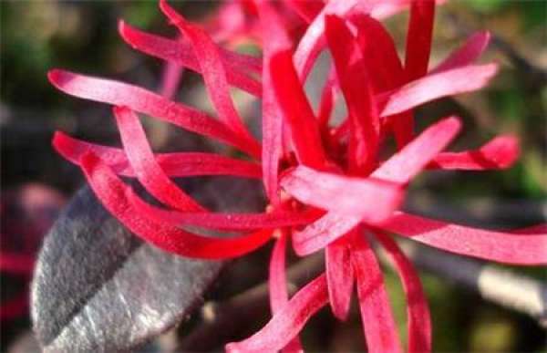 Cautions for pruning safflower relay tree