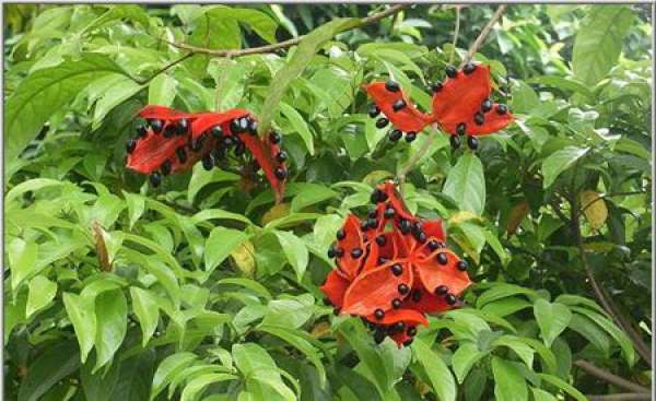 Leaf difference between Sterculia pseudopetala and Sterculia sinensis