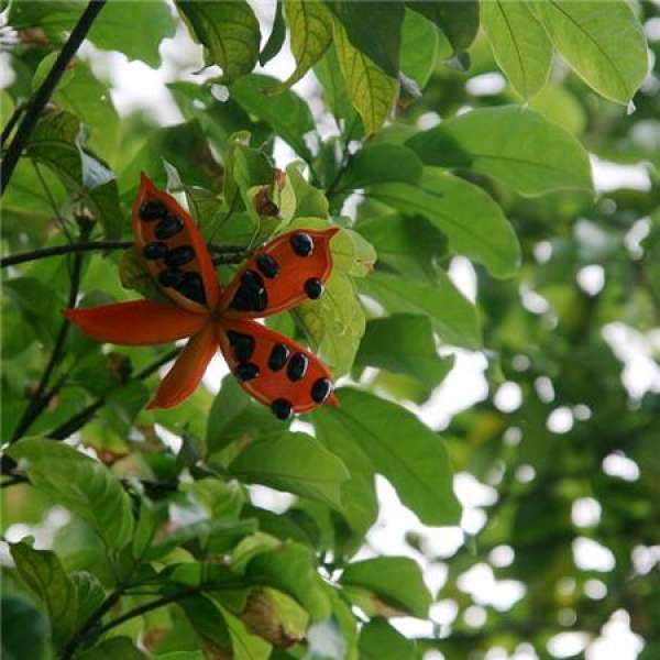 Leaf difference between Sterculia pseudopetala and Sterculia sinensis