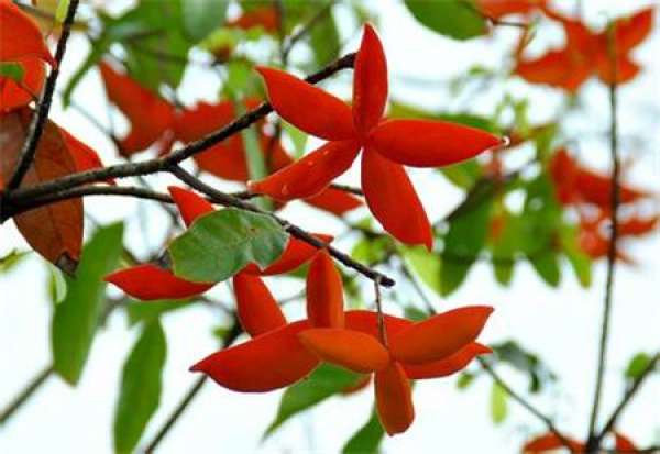 The difference between the flowers of Sterculia japonica Thunb. And Sterculia japonica Thunb