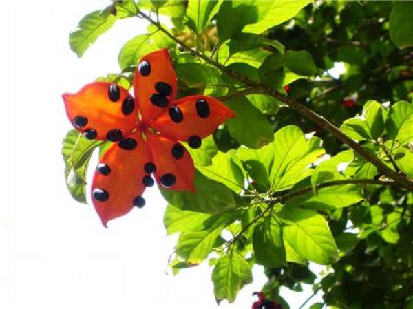 Leaf difference between Sterculia pseudopetala and Sterculia sinensis