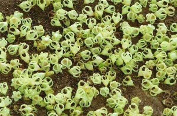 Sowing Propagation of Sterculia yunnanensis