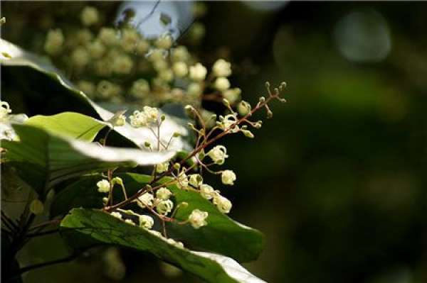 Sowing Propagation of Sterculia yunnanensis