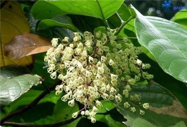 Ping Po's sowing and breeding