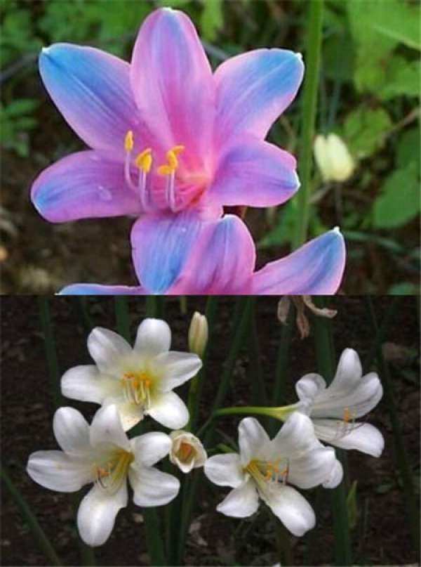 comparison between brocade flower and deer onion flower