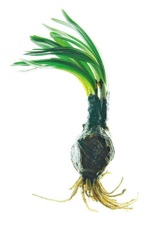 comparison between brocade flower and deer onion flower