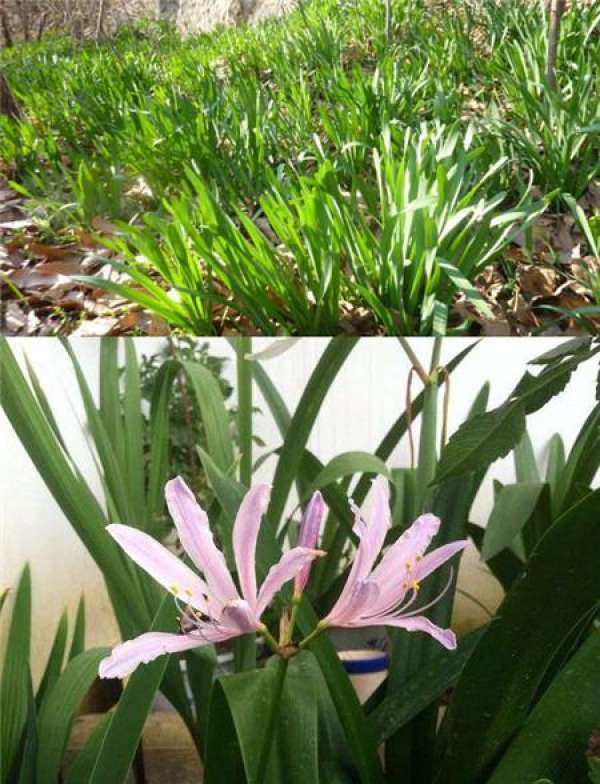 A comparative study on that leave of Lycopodium japonicum and Cervus vulgaris
