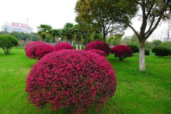 Preliminary Preparation for Bonsai of Honghua Jimu