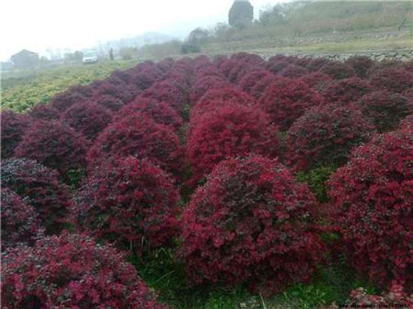 preliminary preparation for bonsai with red flowers and trees