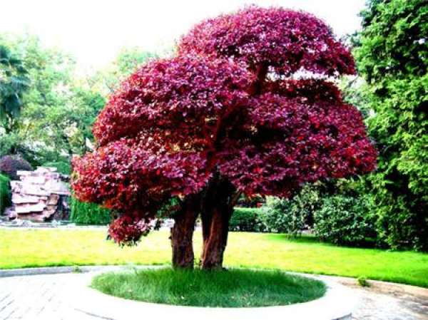 Precautions for Bonsai Production of Honghuajimu