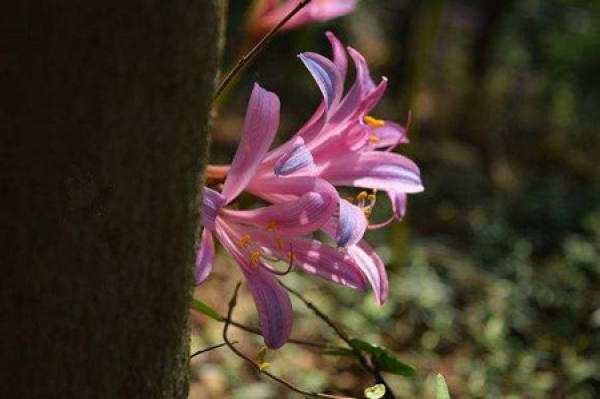 Cultivating method of Flos floridae