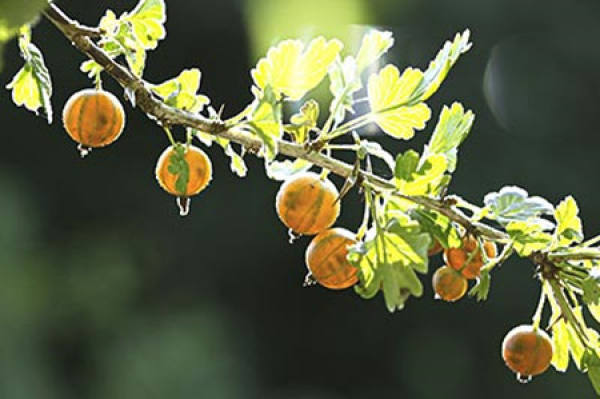 Soil selection of gooseberry
