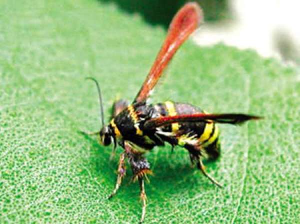 Clearwing moth of gooseberry