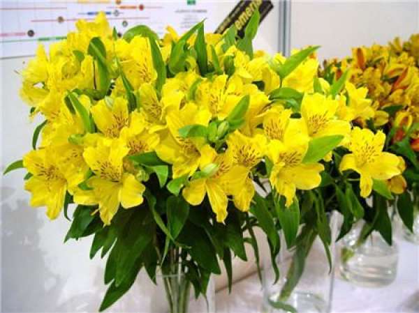 Propagation of Alstroemeria by Sowing