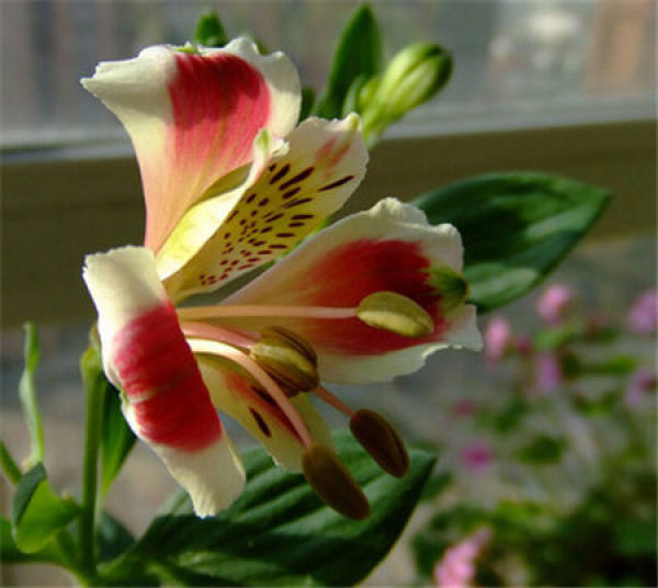 Alstroemeria propagation method