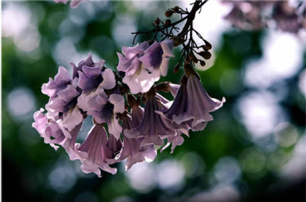 Culture method of paulownia