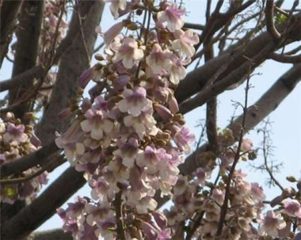 Culture method of paulownia