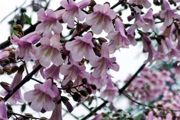 Diseases and insect pests of paulownia
