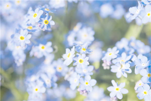 Algeria Forget Me Not