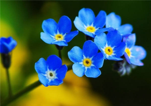Algeria Forget Me Not