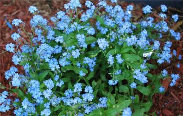 Early and late ripe forget-me-not