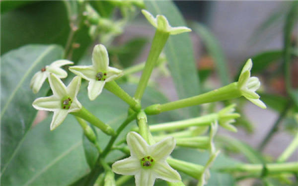 Varieties of cordate telosma