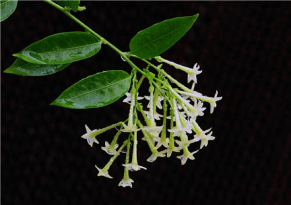 Varieties of cordate telosma