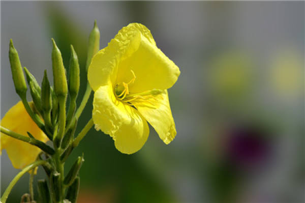 Other names of cordate telosma