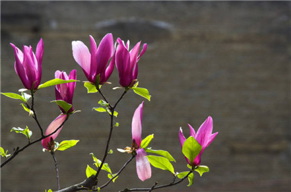 Diseases of Magnolia liliflora