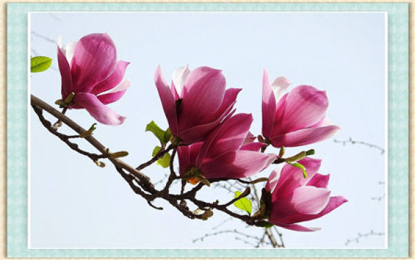Diseases of Magnolia liliflora