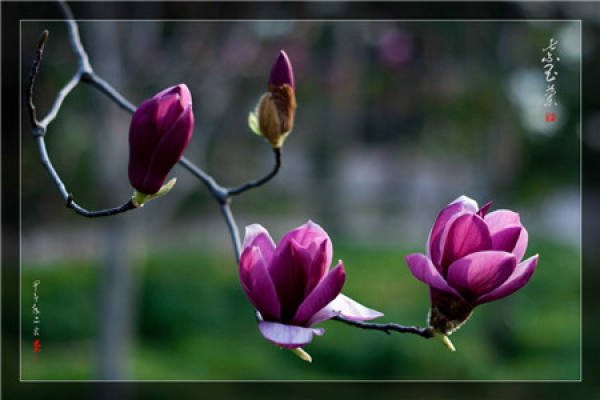 Sowing and Propagation of Magnolia liliflora