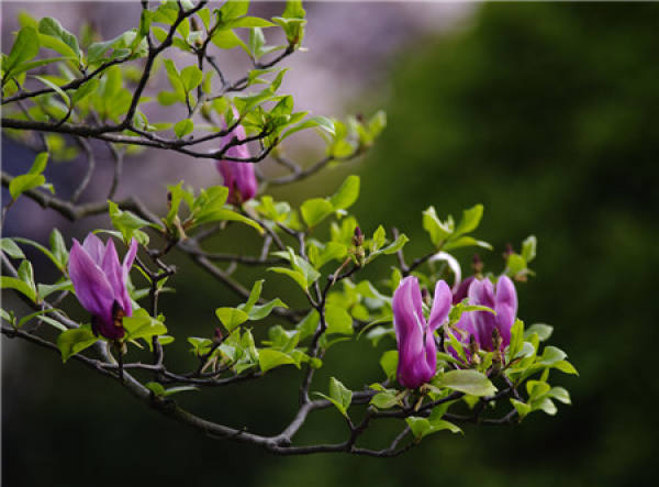 Layering Propagation of Magnolia liliflora