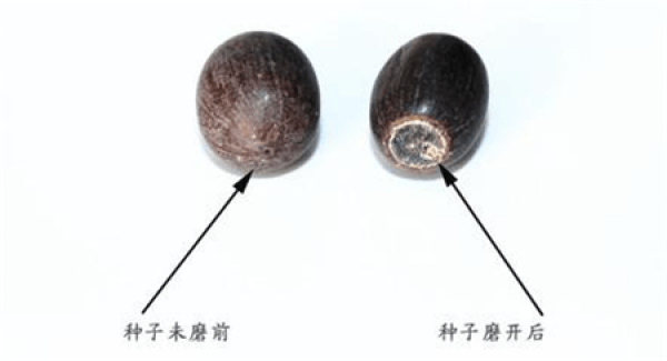 Seed Treatment