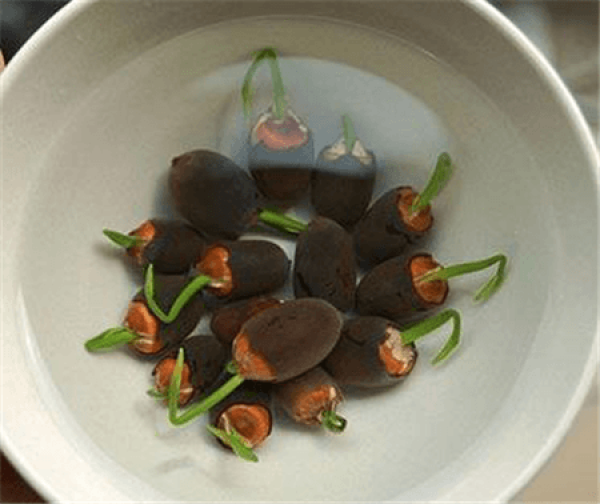 Seed Treatment