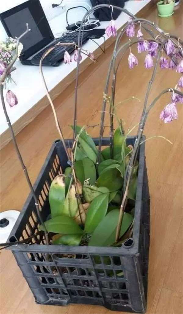 Butterfly Orchid
