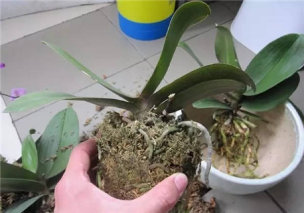 Butterfly Orchid
